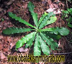 Foto Cara mengobati eksim dengan daun tapak liman