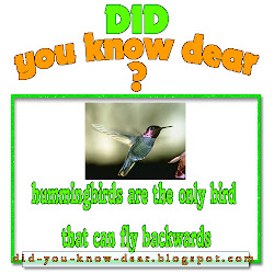 bird fly backwards hummingbirds comment leave