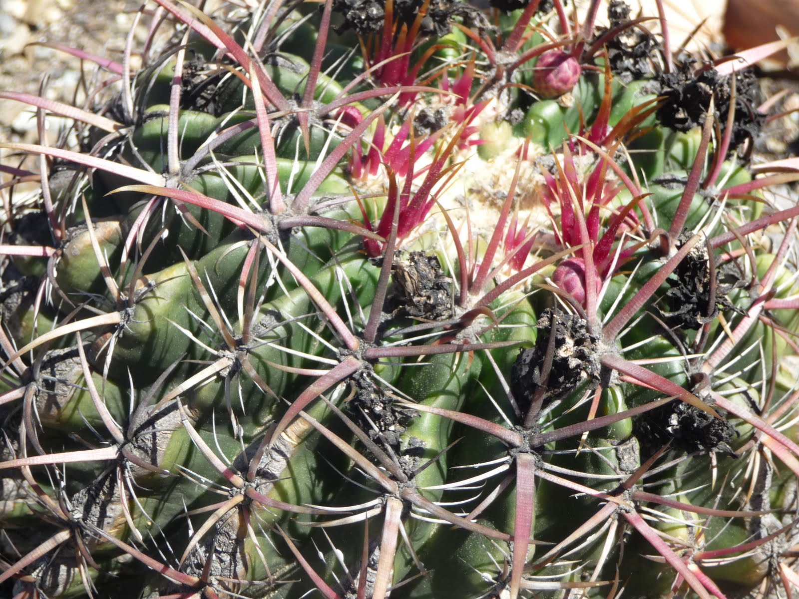 Virtual Plant Collection: San Diego Barrel Cactus