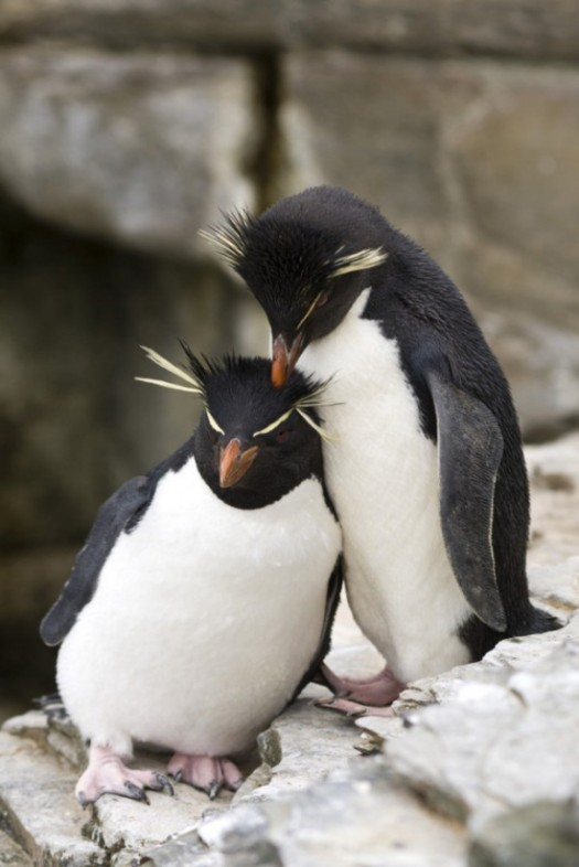 animal love bird love animal hd love animal hd animal wallpapers