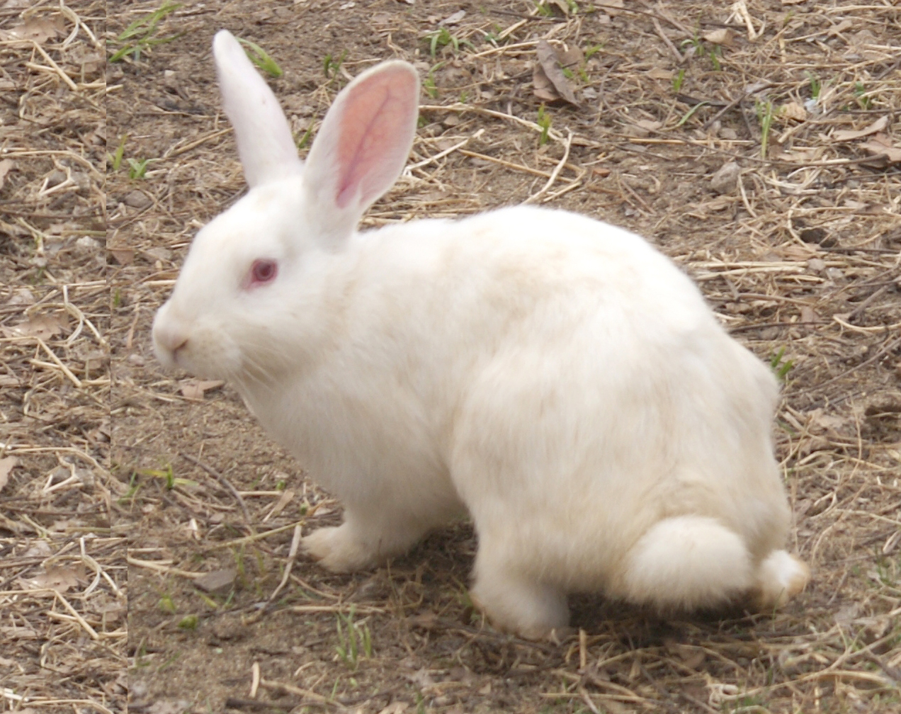 rabbit farming, rabbit farming in Kenya, commercial rabbit farming, rabbit farming business, commercial rabbit farming business, rabbit farming business in Kenya, commercial rabbit farming business in Knya