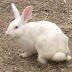 Rabbit Farming In Kenya