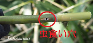 笹竹の虫食い穴