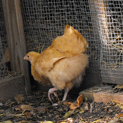 8x8 chicken coop how many chickens 3