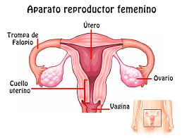 aparato reproductor femenina