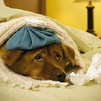 Perro enfermo El control de temperatura es importante para la sobreviviensia del animal en casos de deshidratación