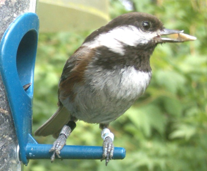 Shoreline Area News For the Birds Birds need tree canopy; and so do we