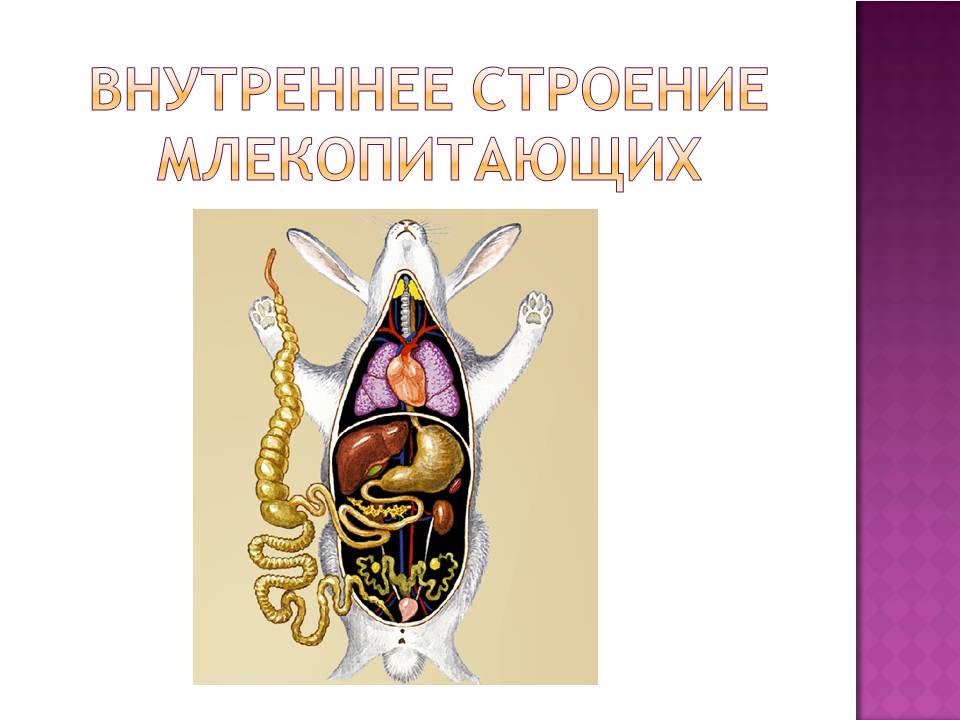 анатомия диафрагмы лошади. топография внутренних органов лошади. строение скелета кошки грудная клетка. план строения млекопитающих. топография органов грудной полости коровы.