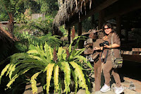 ampung daun bandung