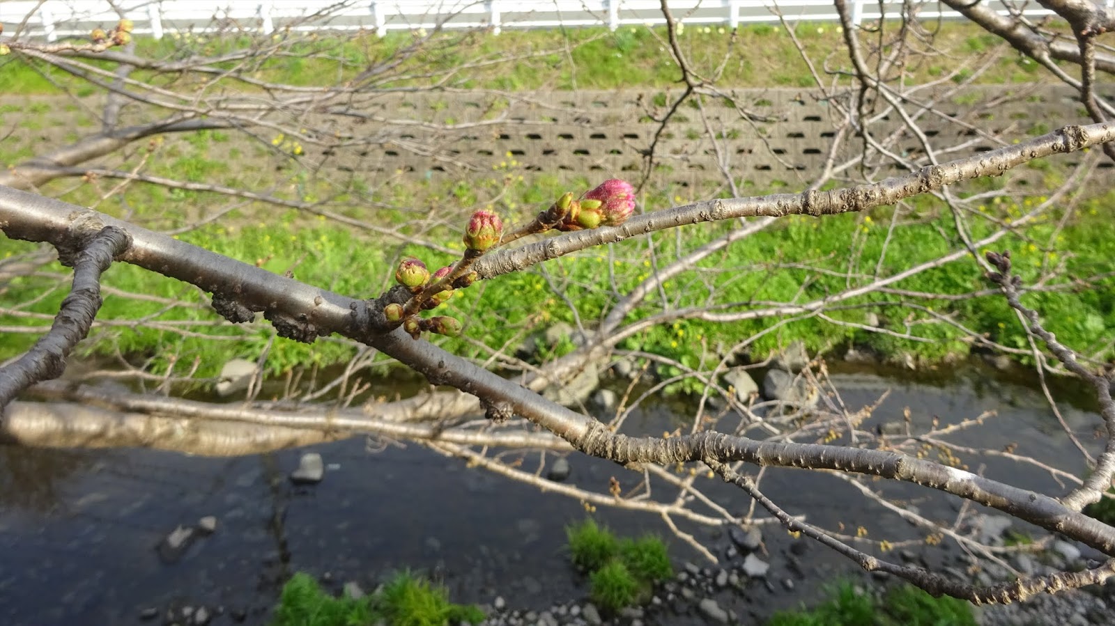 ガリラボ通信 春よ来い 早く来い