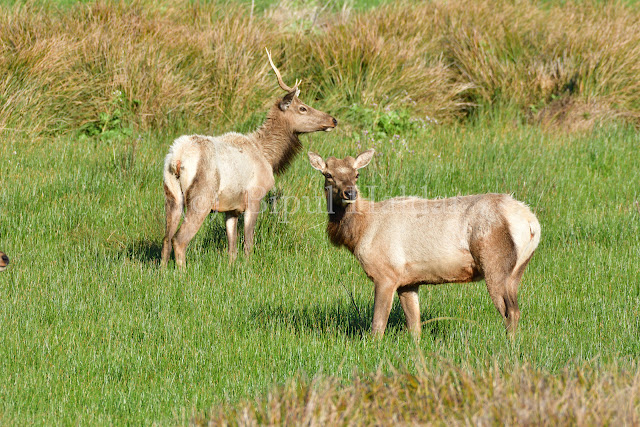 Tule Elk Resting on the grass Tule Elk Resting on the grass