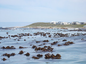 "Kelp" that is common along the coast of Gansbaai.