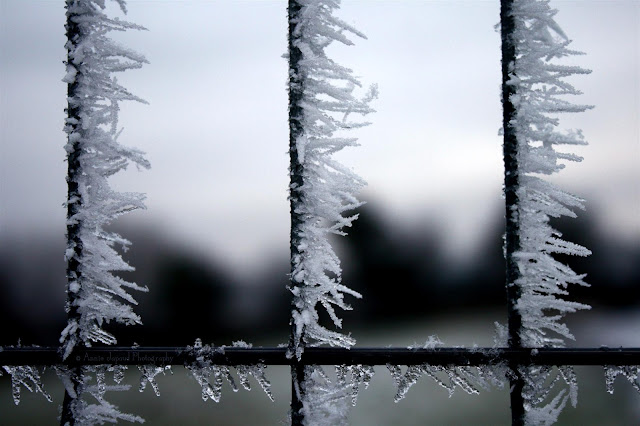 Oughterard 2010 The Big Freeze © Annie Japaud Photography frosted fence