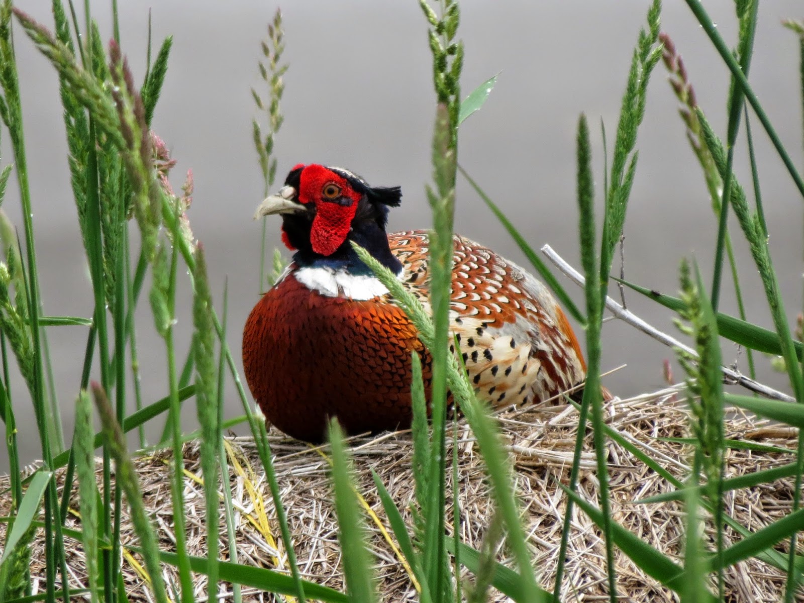 Ring-necked Pheasant (male) - Wolfe Island, ON