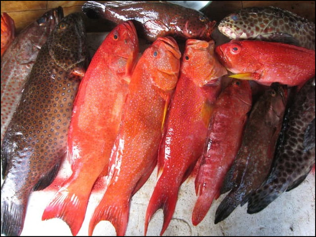 Gambar Ikan Kerapu