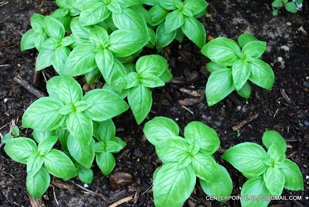Centerpointe Communicator Basil bashing and bacteria