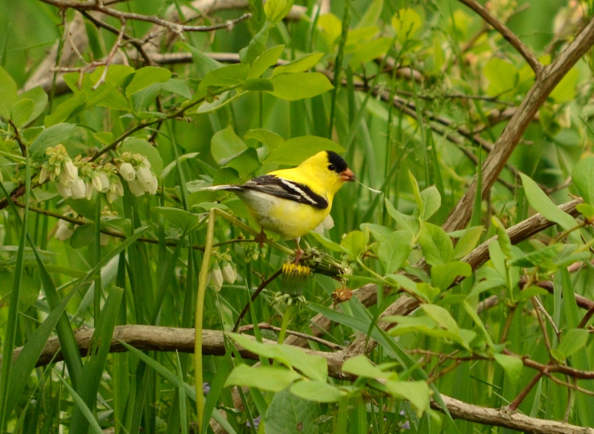 Woods Walks and Wildlife May Yard Birds Week 2 (Plus Driveway Bunnies)