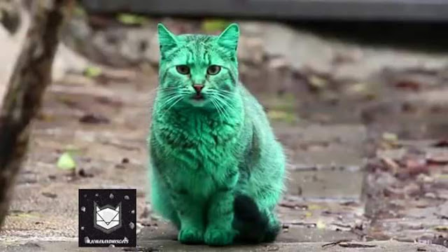 Kucing Berwarna Hijau Wujud di Bulgaria? Kucing Berwarna Hijau Wujud di Bulgaria?