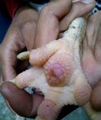 inilah beberapa Ciri Ciri Sisik Kaki Ayam Bangkok Memiliki Keistimewaan inilah beberapa Ciri Ciri Sisik Kaki Ayam Bangkok Memiliki Keistimewaan