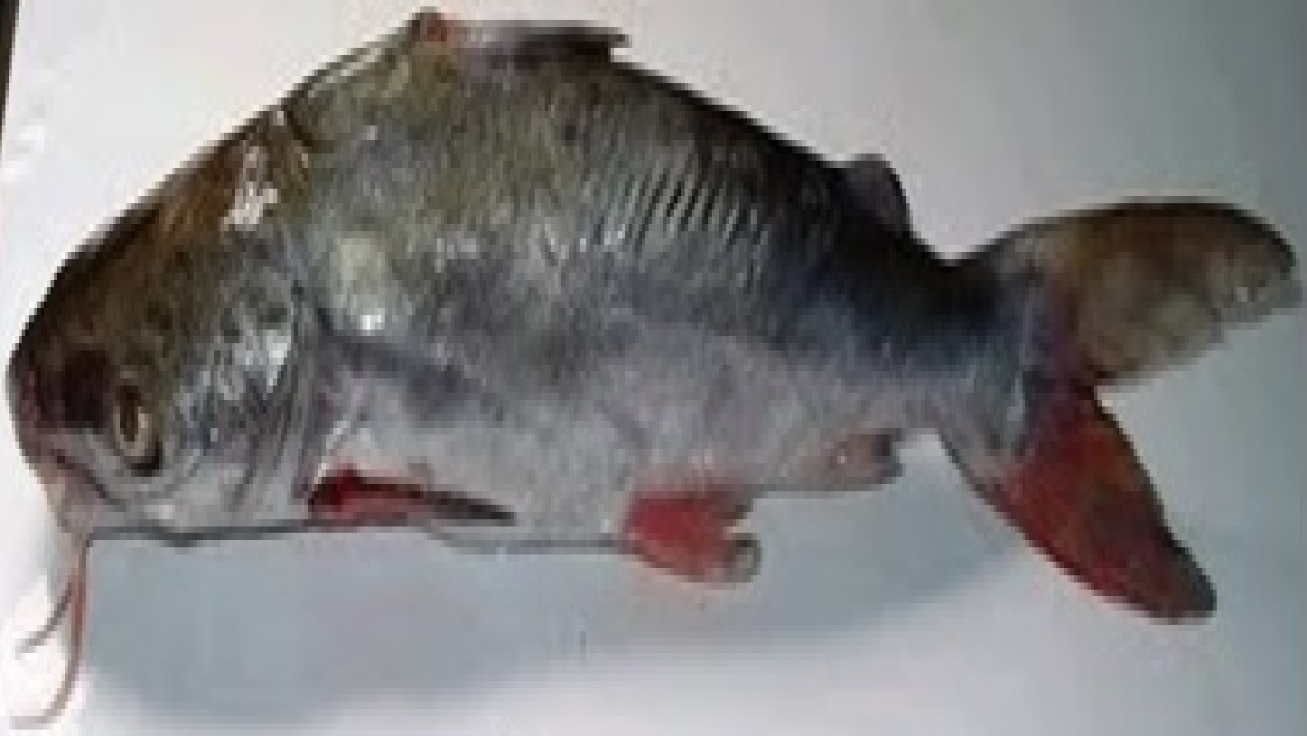 Aneka Resepi Masakan Yang Menyelerakan !!!: Ikan Duri 