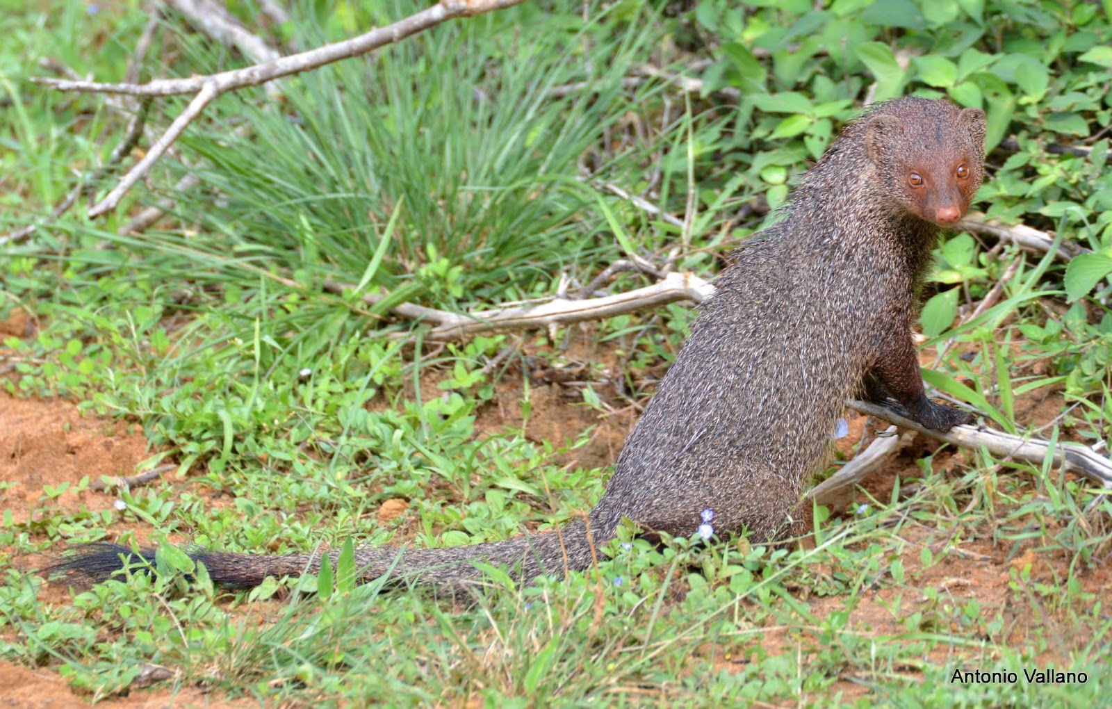 Fotografias de Antonio Vallano Yala Mangosta hindú gris