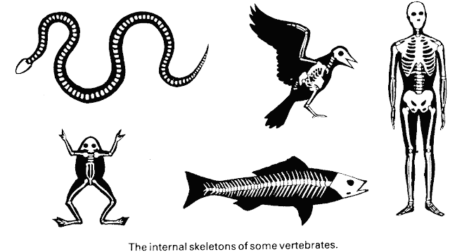 animale vertebrate