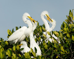 Florida Photography from a Canoe: The dazzling white bird with the long S shaped neck