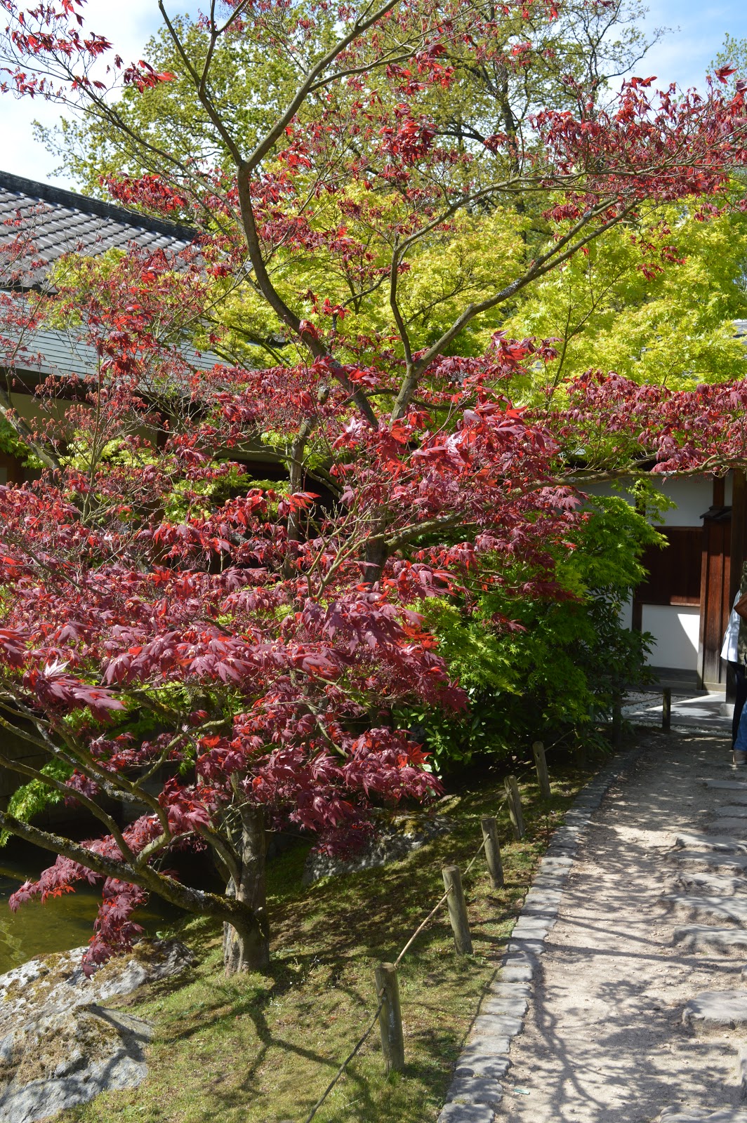 Passionnément jardin visite du jardin japonais de Hasselt
