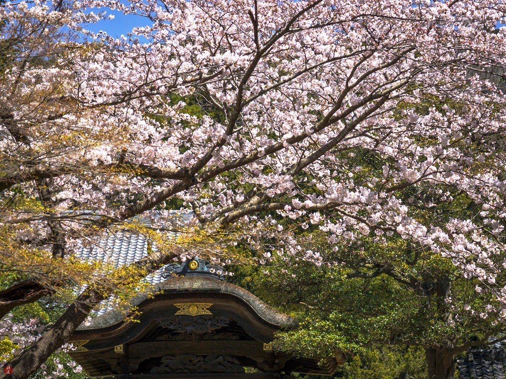 FROM THE GARDEN OF ZEN Sakura (Japanese cherry) blossoms Engakuji