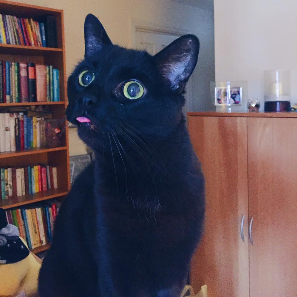 bad kitty jaffe bad kitty jaffe