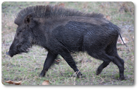 Wild boars and cruelty free brushes Wild boar