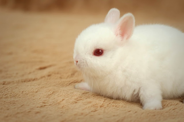 Top những giống thỏ cute nhất - Chuột Hamster Shop