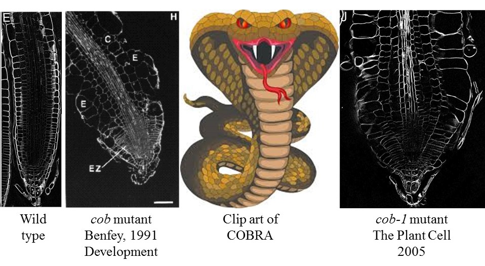 Mutant Series COBRA (COB)
