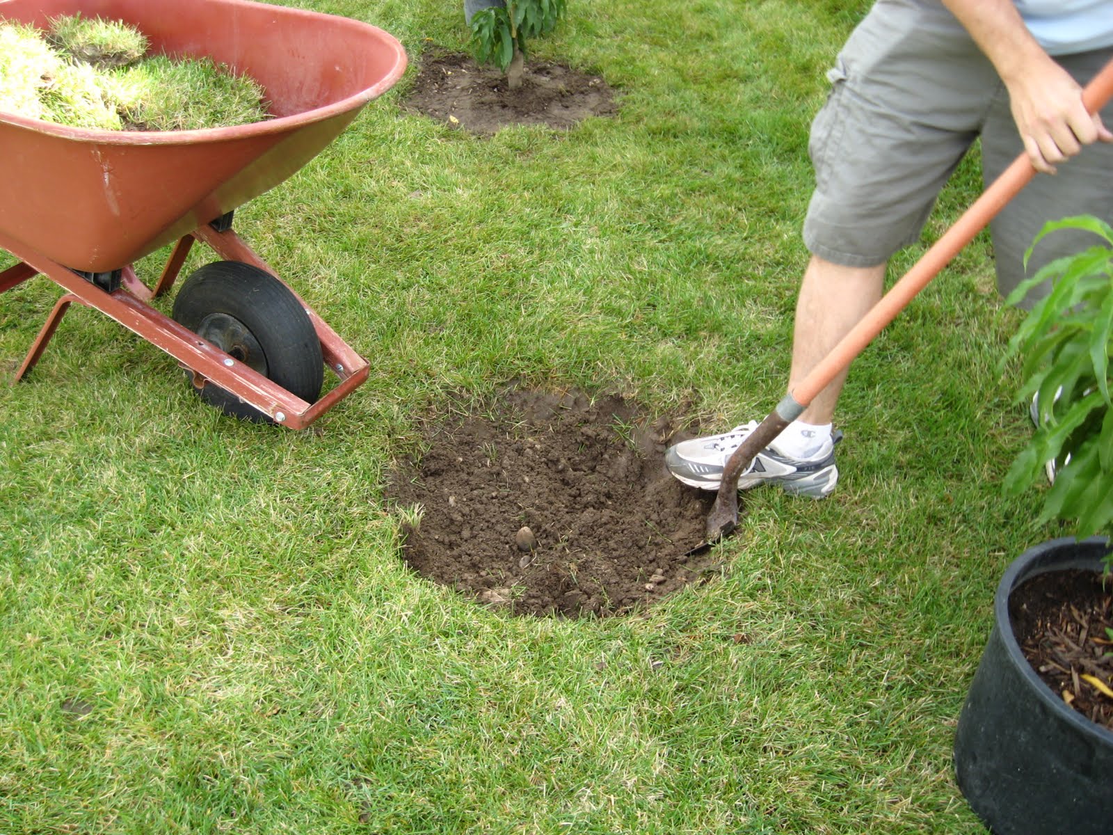 Grow How How to Plant Trees