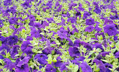 Petunia Flower Bed Petunias