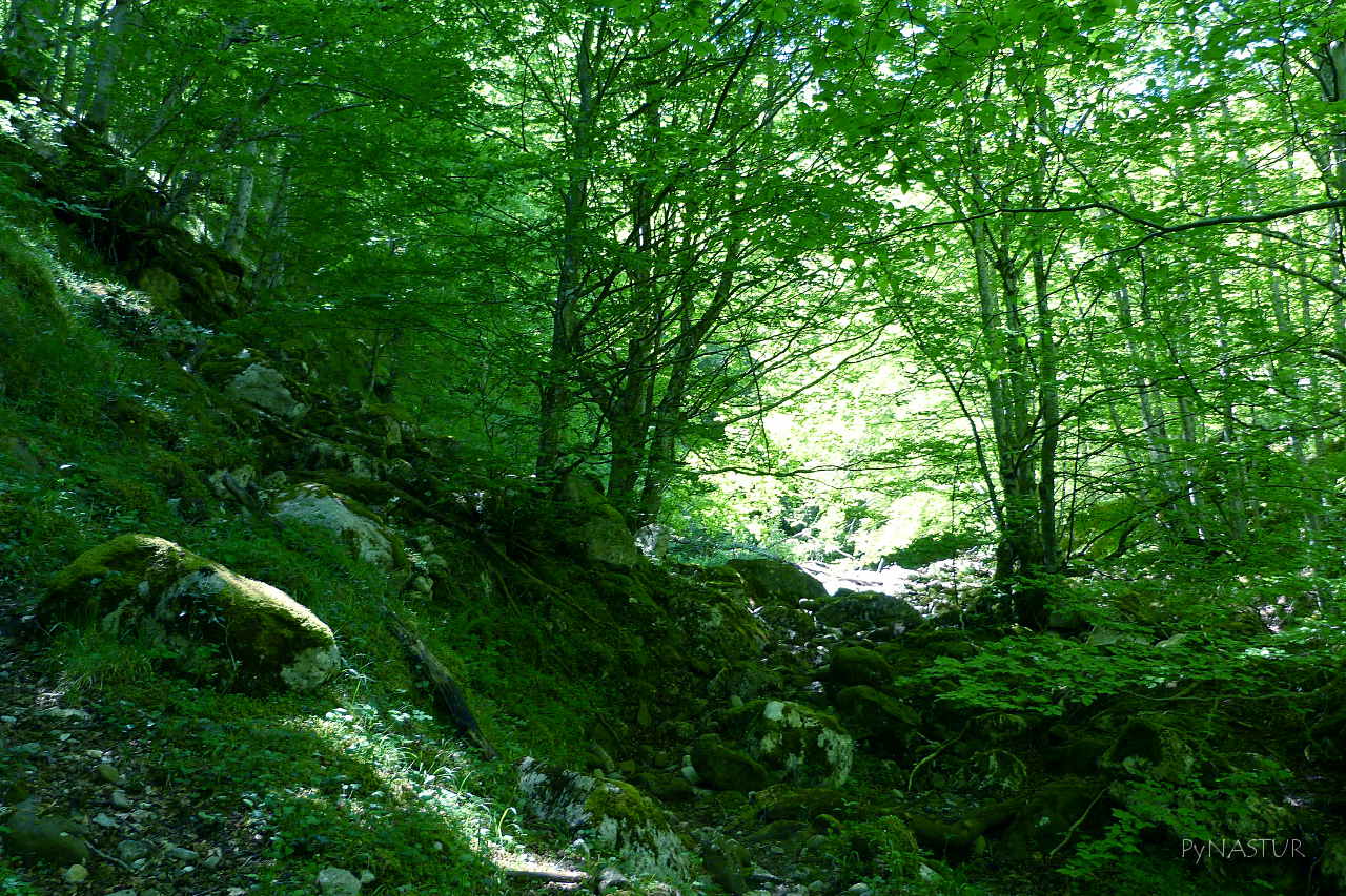 Bosque de Lindes - Parque Natural de Las Ubiñas - La Mesa - Quirós- Asturias Bosque de Lindes - Parque Natural de Las Ubiñas - La Mesa - Quirós- Asturias