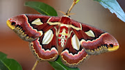 Butterfly HD
