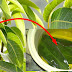Cure Diabetes Naturally Using Mango Leaves