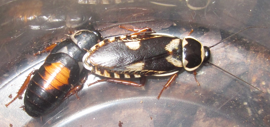 Hisserdude's Roaches Paranauphoeta%25232
