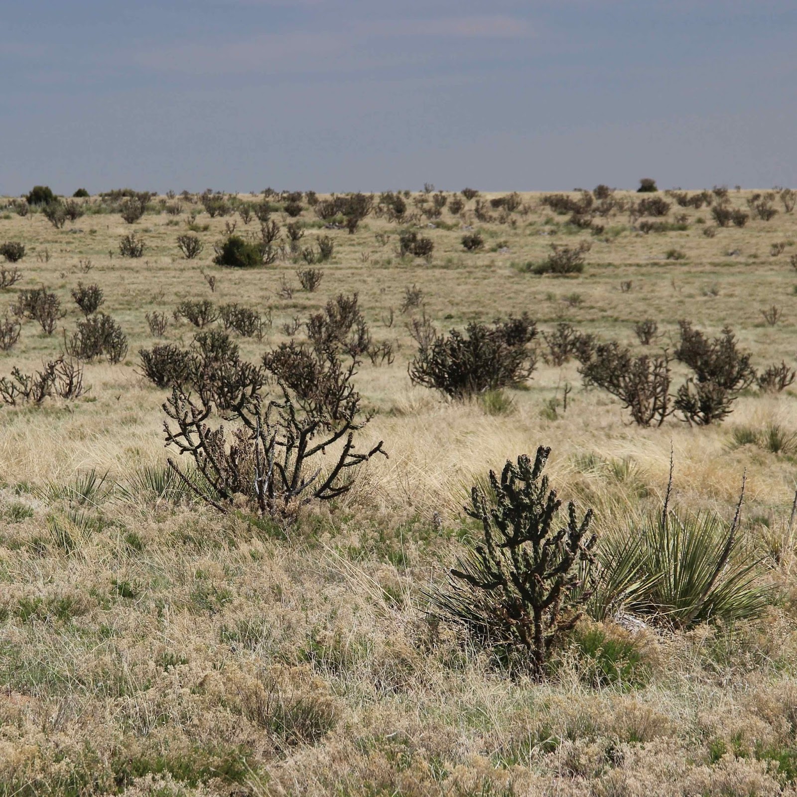 In the Company of Plants and Rocks Cholla Fields of New Mexico