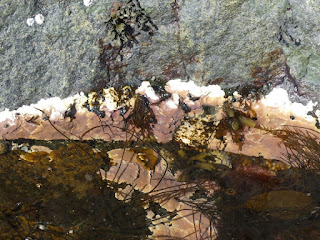 Algues diverses de la côte nord du fleuve Saint Laurent Algues diverses de la côte nord du fleuve Saint Laurent