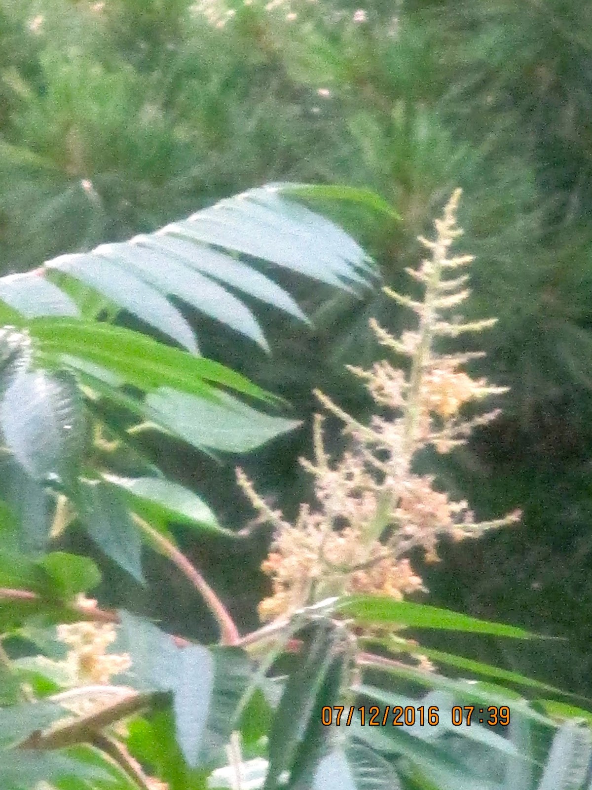 Art's Bayfield Almanac: STAGHORN SUMAC FLOWERS