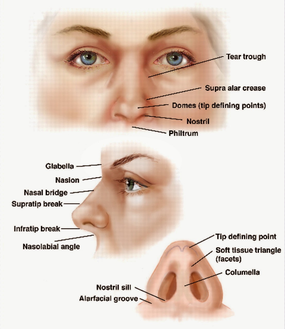 Anatomi dan Fisiologi Hidung dan Sinus Paranasalis | Artikel Kesehatan