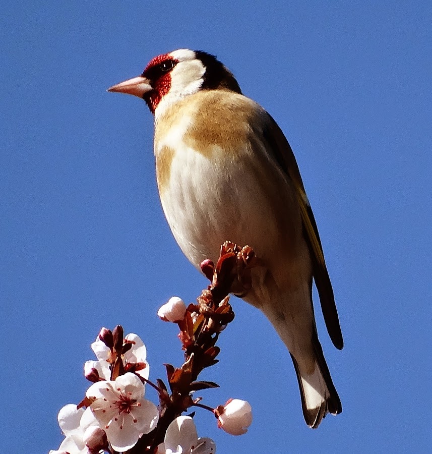Carduelis carduelis