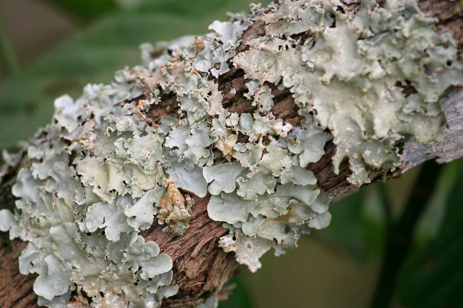How to get rid of lichen How to get rid of lichen