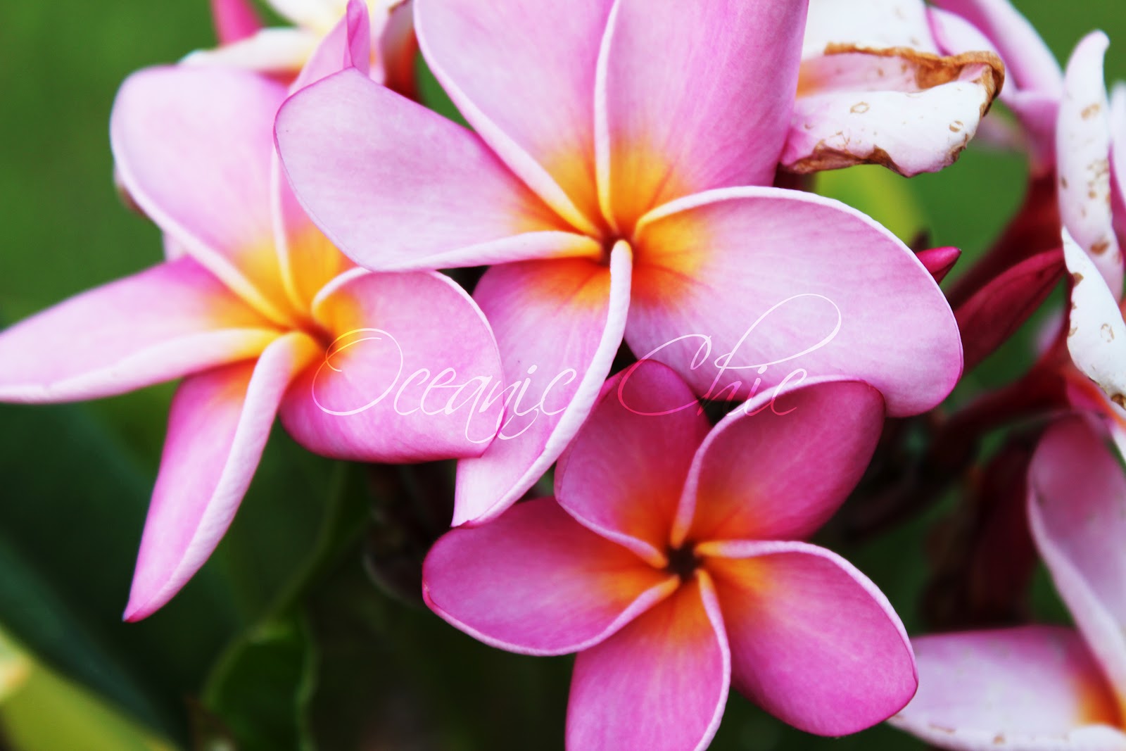 Oceanic Chic: Pink Hawaiian Flowers