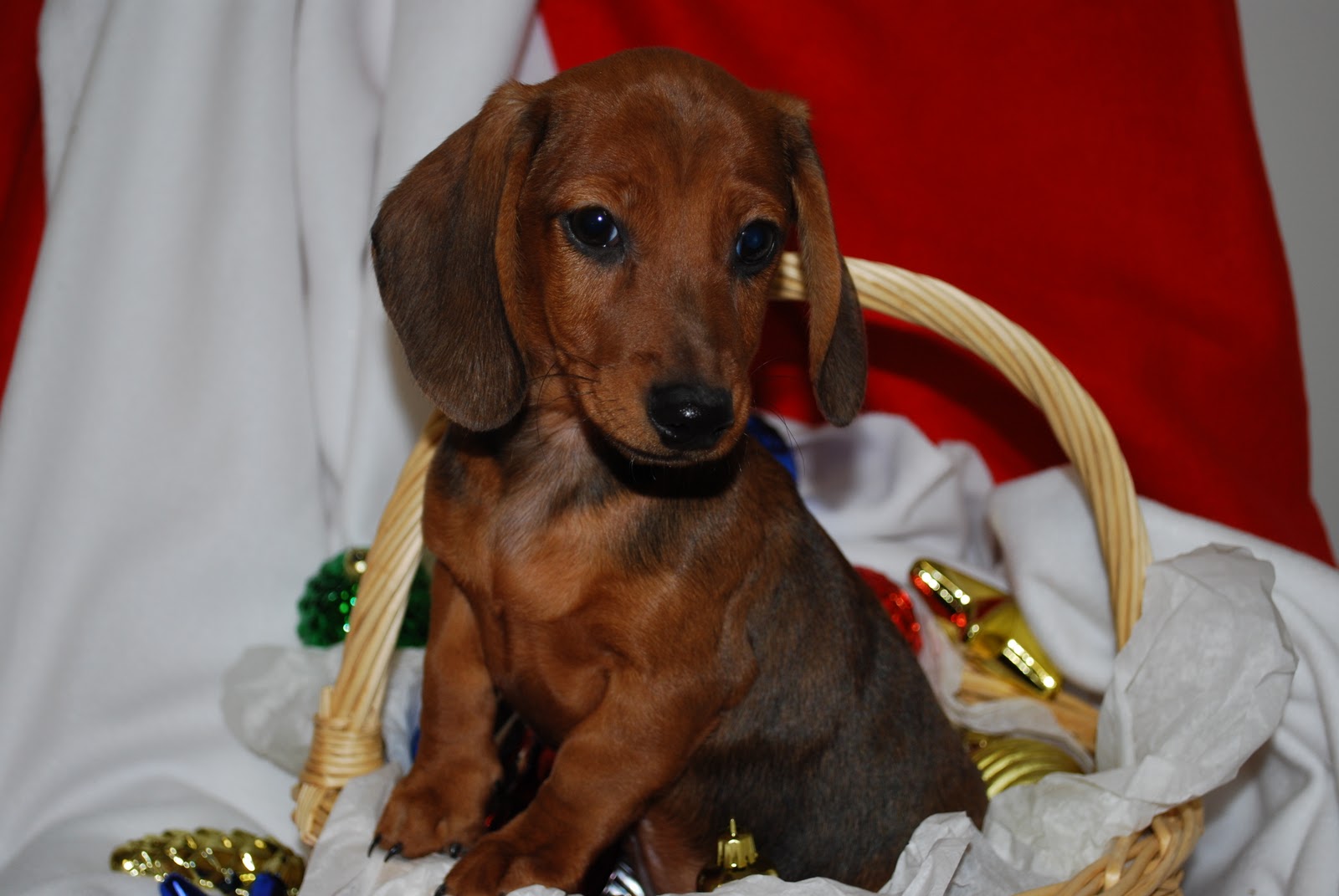 Dachshunds, Doxies, or Wiener Dogs?