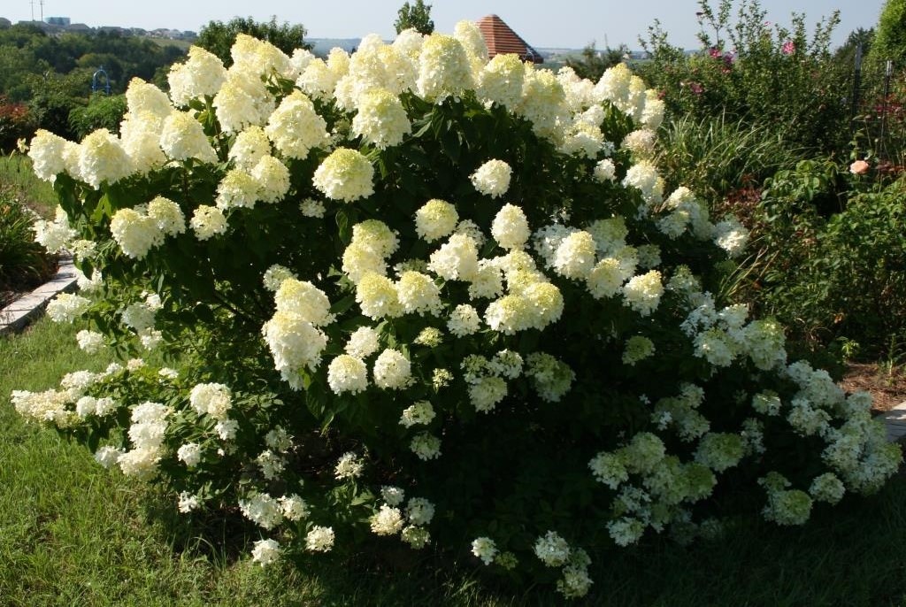 Limelight Hydrangeas In Bloom