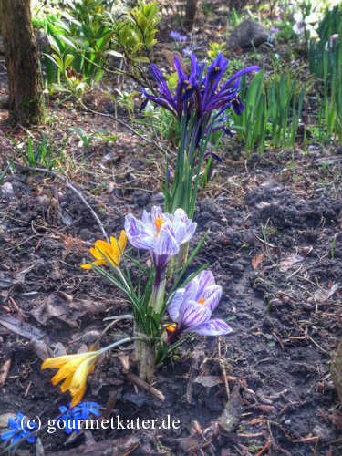 Krokus