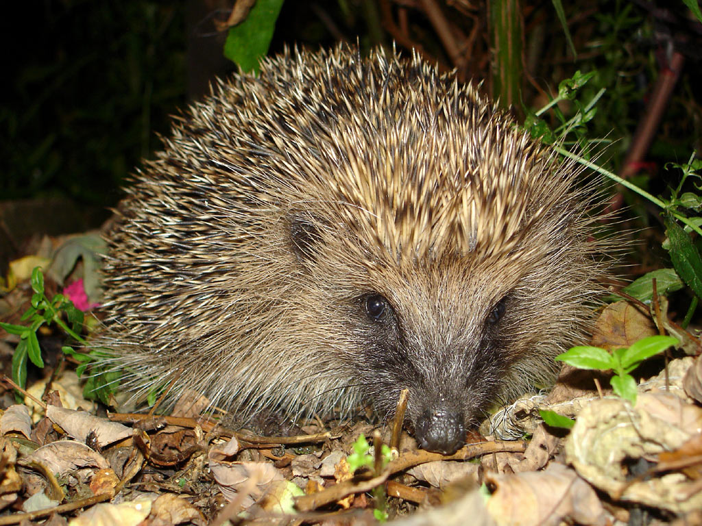 Forest Animals Pictures My HD Animals forest-animals-pictures-my-hd-animals